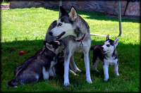 Siberian Husky Family & Friends