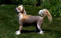 Hudson The Chinese Crested