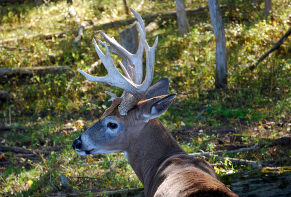 Whitetail Buck In Woods