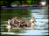 Swimming With Ducklings