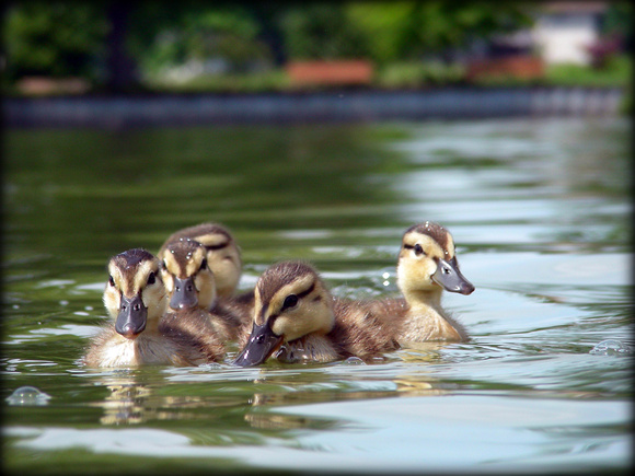 Swimming With Ducklings