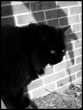 Black Cat in b&w